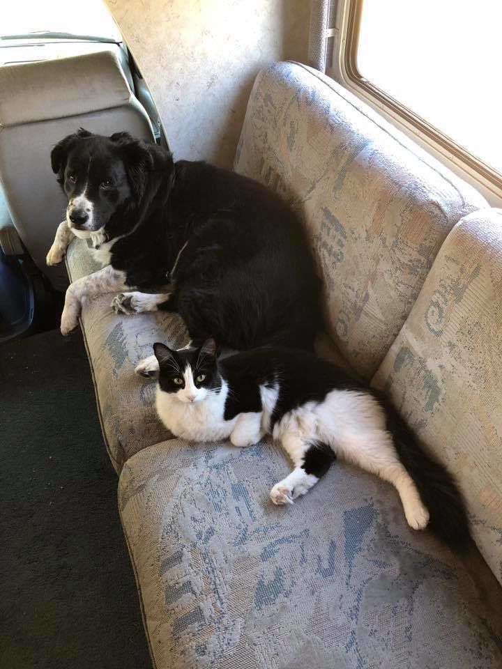 Readers pet photos